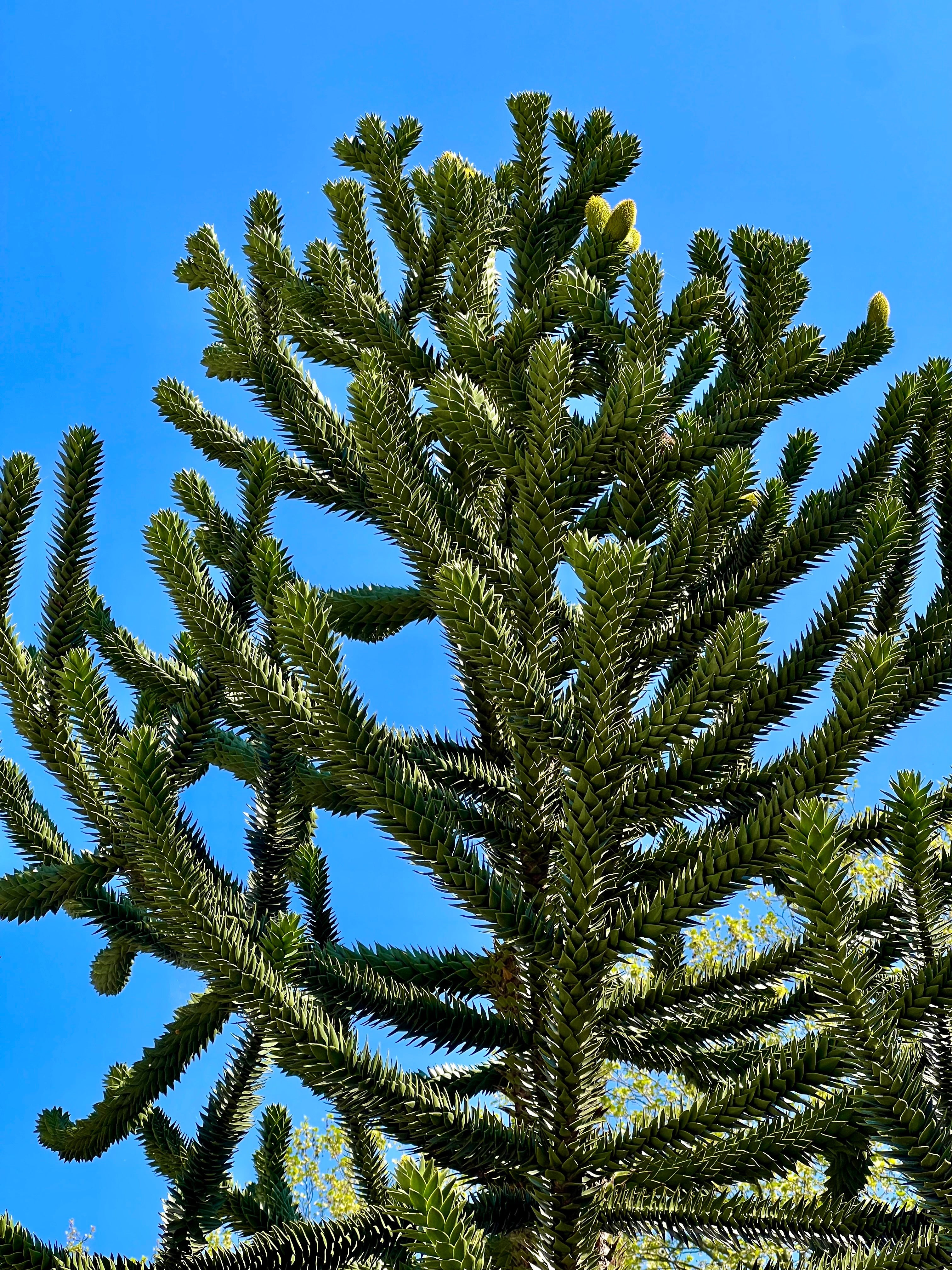 picea　retroflexa　中国　トウヒ　針葉樹 Picea retroflexa - Tapao Shan spruce | The Dawes Arboretum