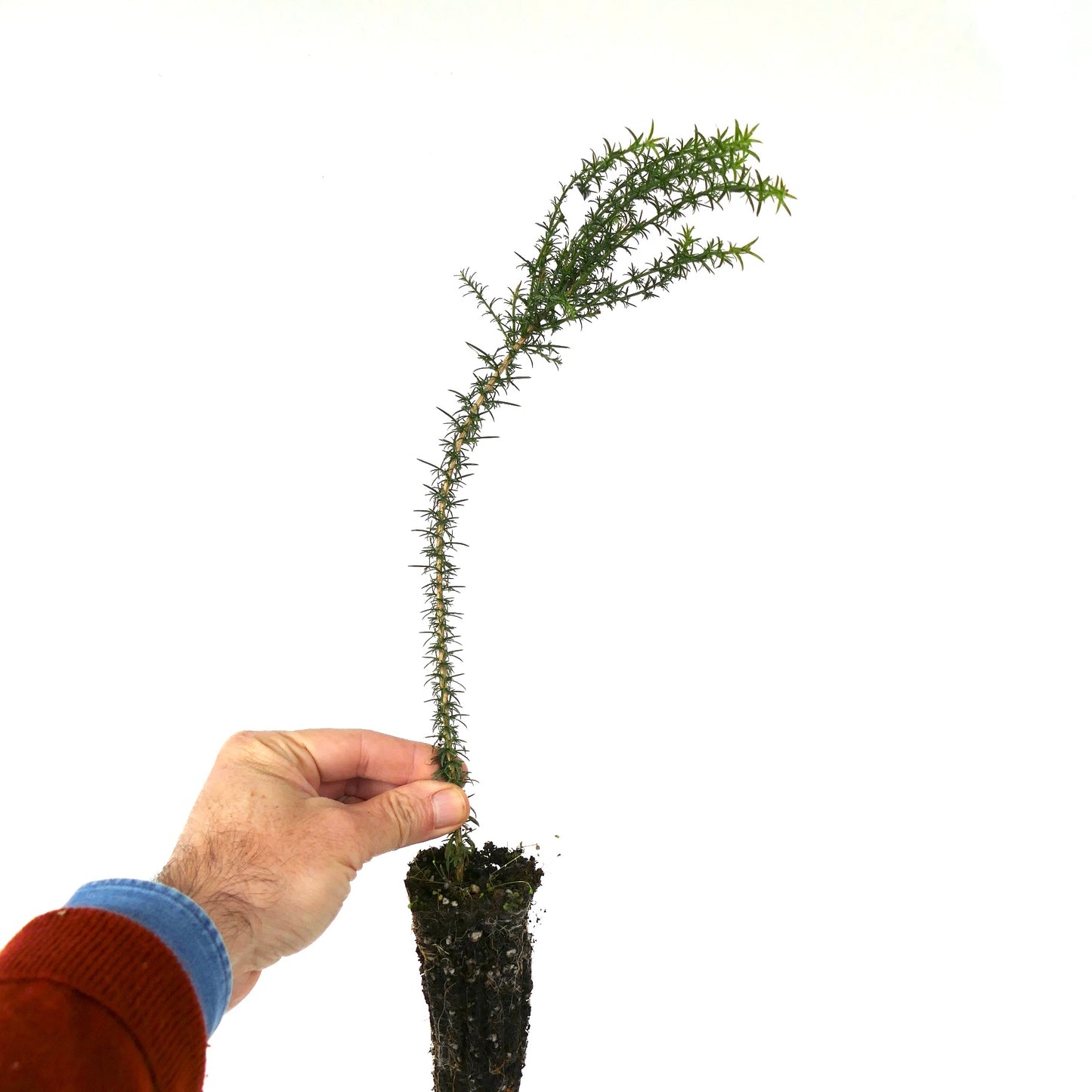 Ulex europaeus slender spiny green stem with small needle-like leaves in soil plug
