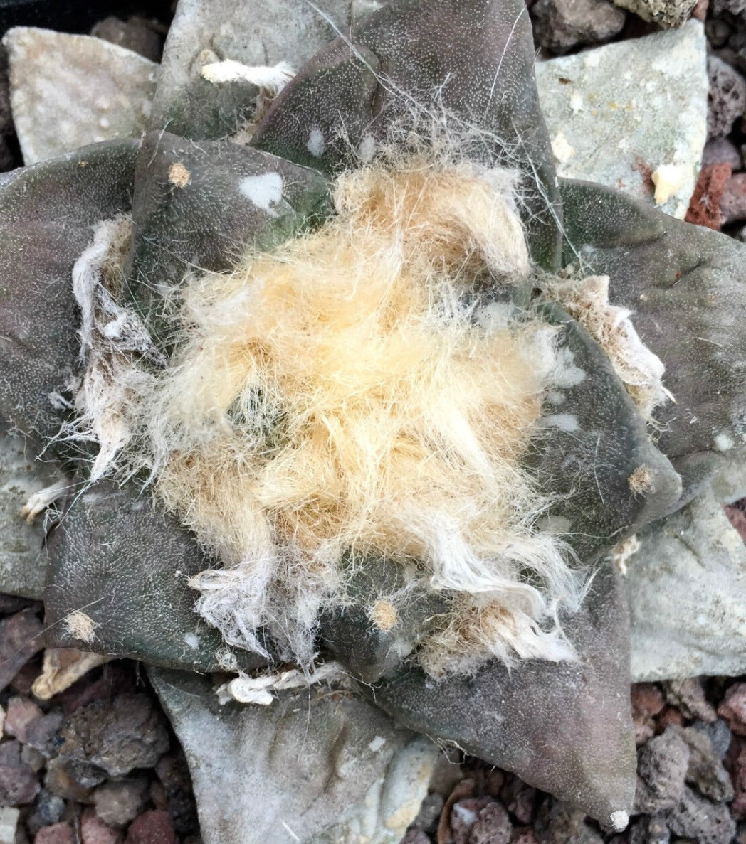 Ariocarpus fissuratus X retusus rare succulent cactus with woolly center and dark green tubercles