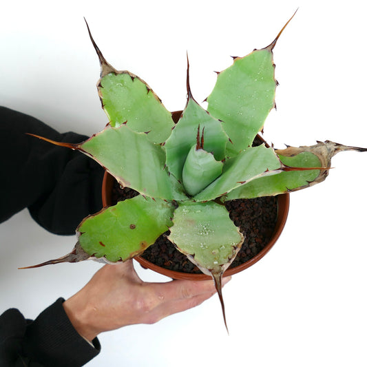 Agave parryi x Agave ovatifolia succulent with thick green leaves and prominent brown spines
