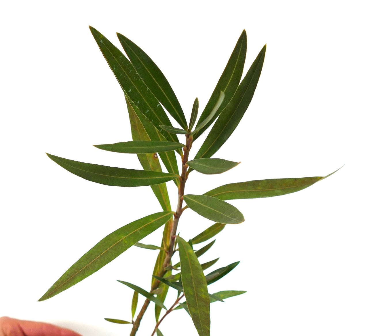 Nerium oleander cv "LOREDANA" dark green narrow leaves on woody stem