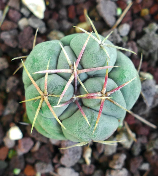 Thelocactus hexaedrophorus rare succulent cactus with thick green body and long spines