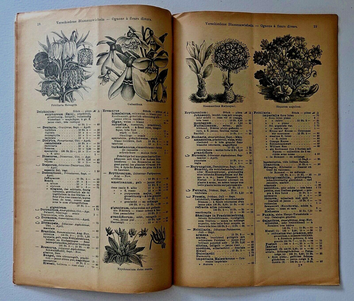 Haage & Schmidt 1904 Verzeichniss von Blumenzwiebeln