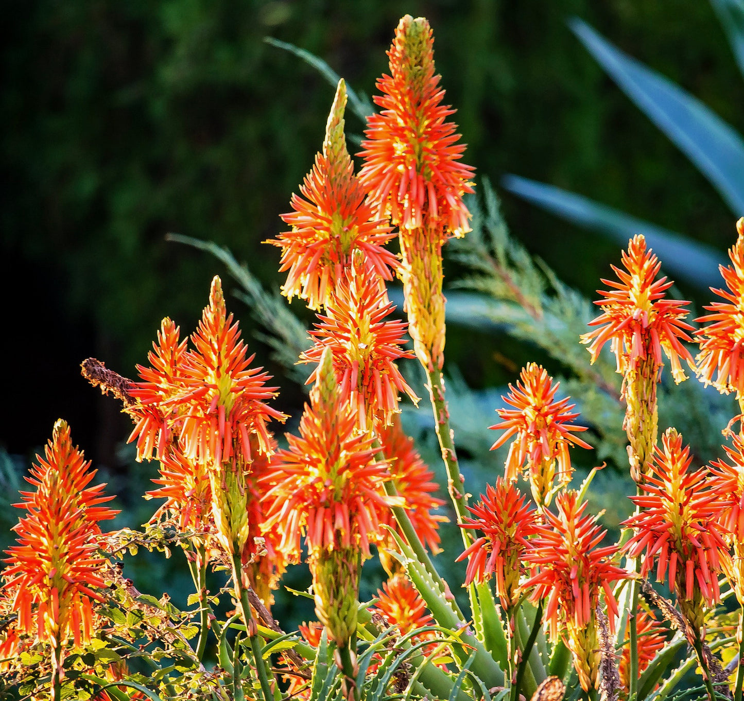 Aloe vera succulent with vibrant orange tubular flowers and spiky green leaves
