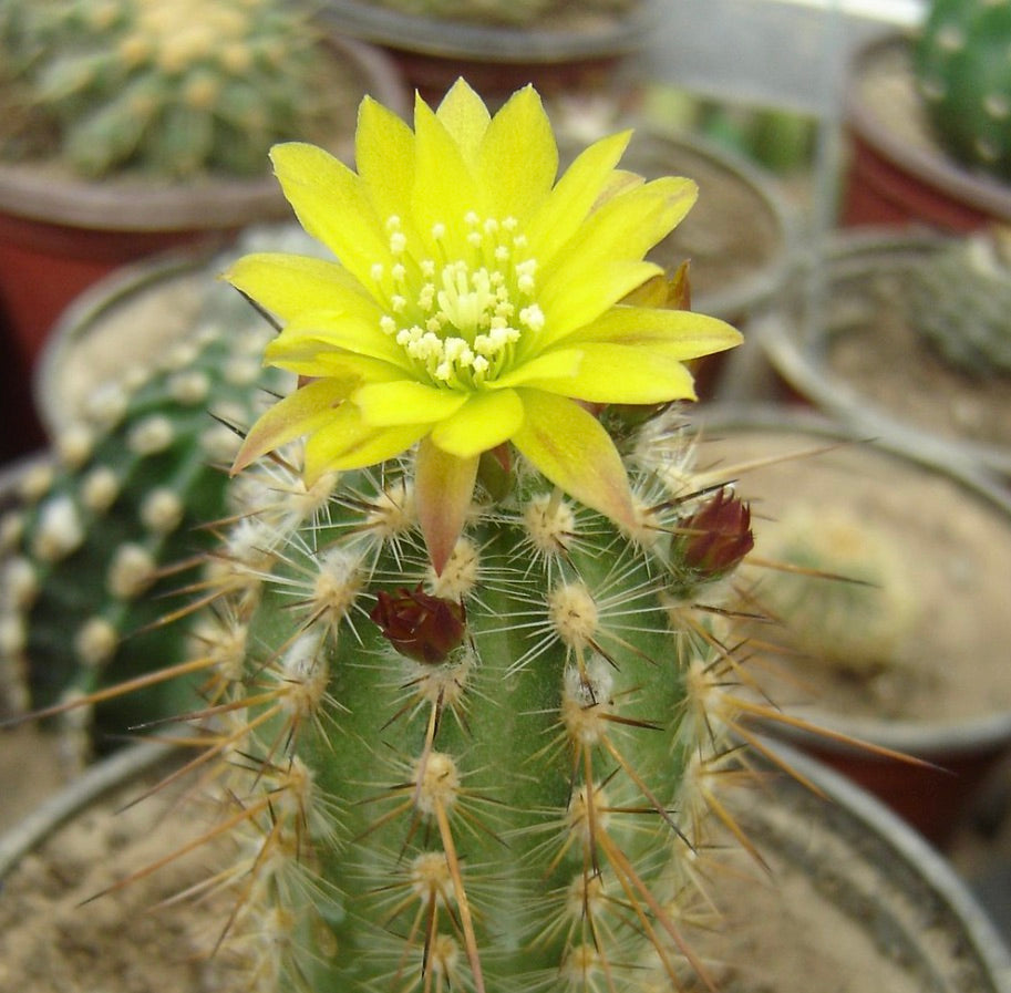 Mila nealeana cactus with bright yellow flower and sharp spines in pot
