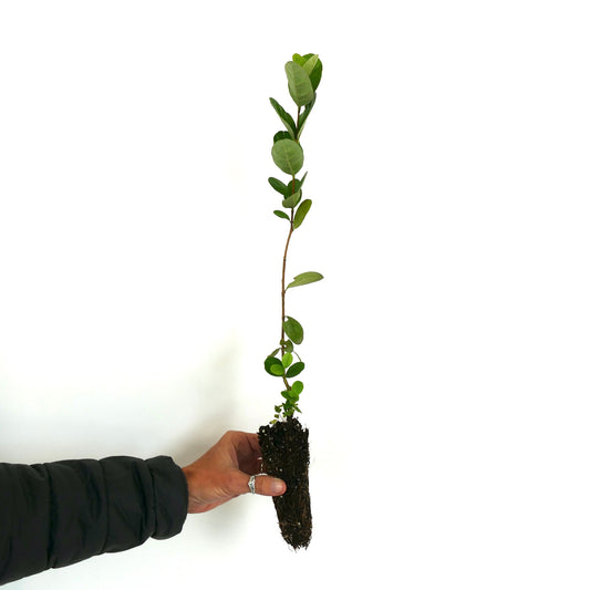 Feijoa sellowiana slender young seedling with green oval leaves and exposed roots