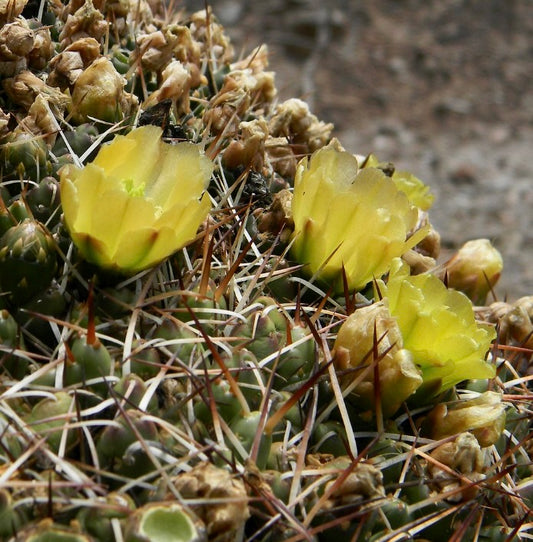 Maihueniopsis glomeratus longispinus cactus with yellow flowers and sharp spines close-up