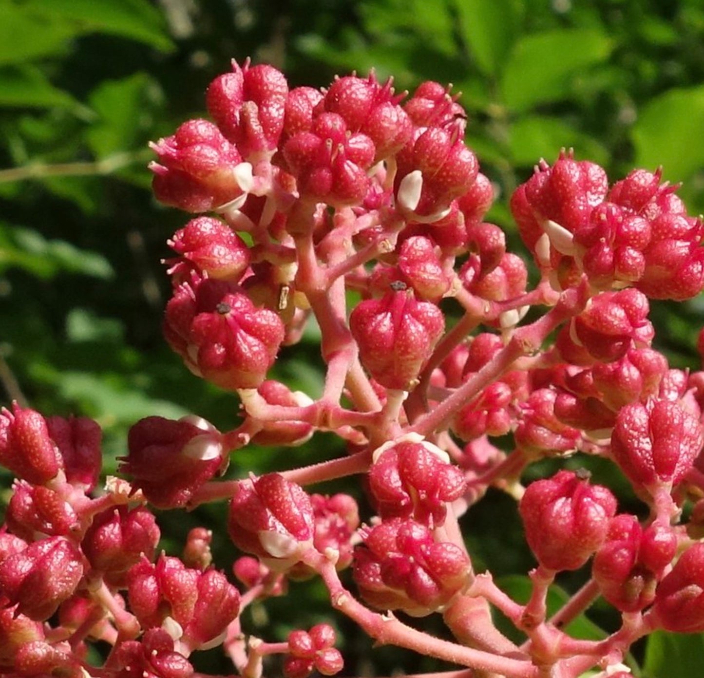 Evodia danielli bright pink clustered buds on branching stems with green background