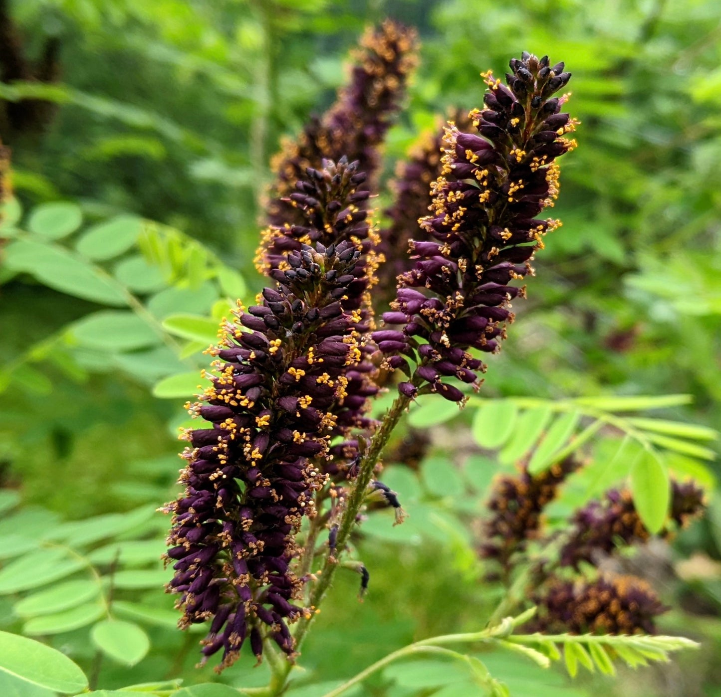Amorpha fruticosa dense dark purple flower spikes with yellow stamens and green leaves