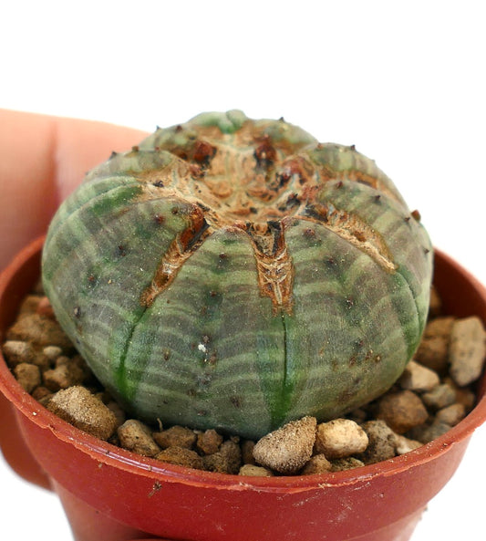 Euphorbia obesa succulent with rounded ridges and unique textured apex in small pot