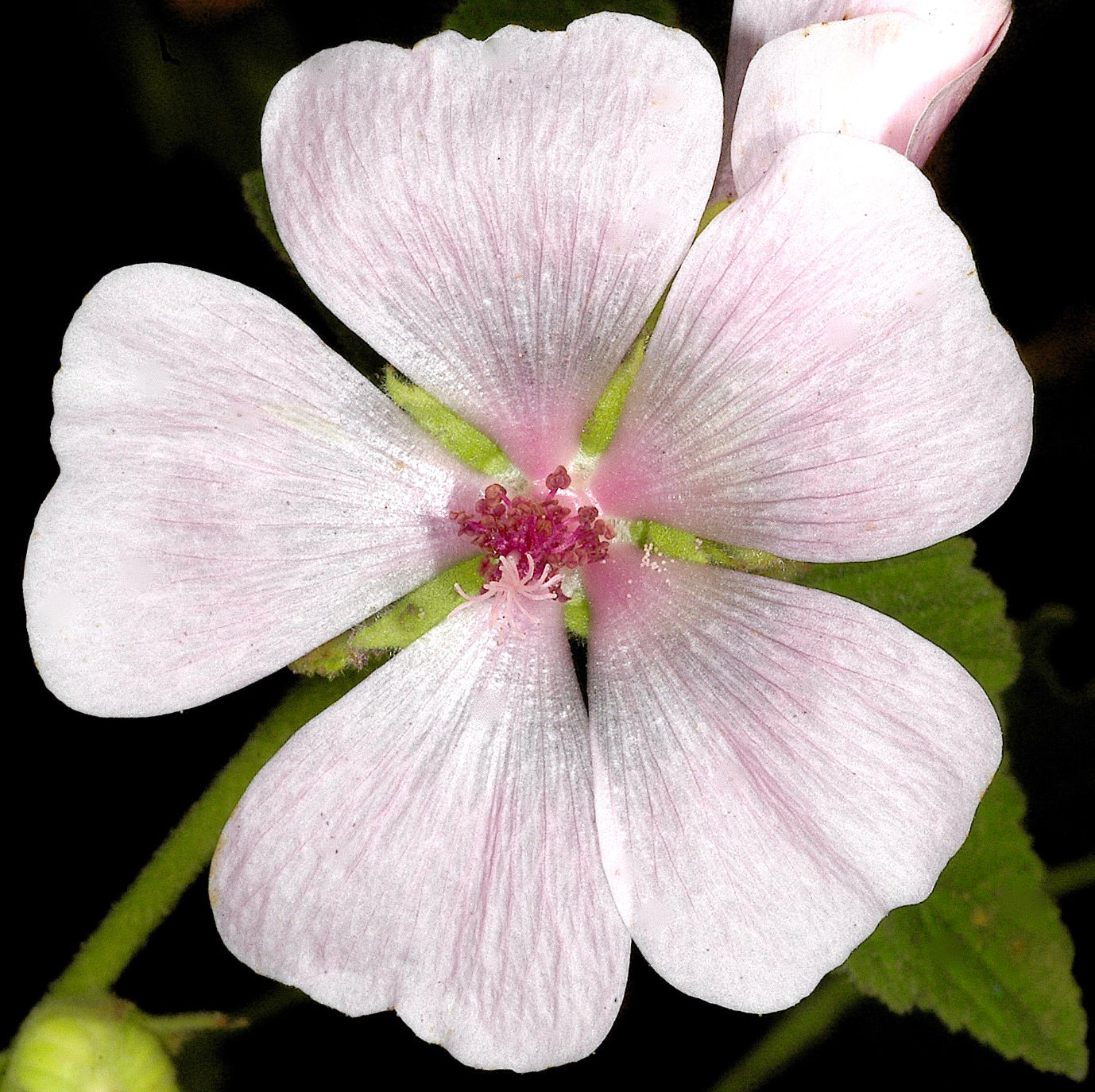 Althaea officinalis pale pink five-petal flower with delicate veins and central stamens