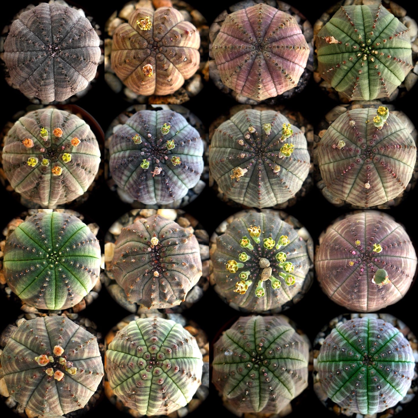 Euphorbia obesa Sukkulente Kakte mit rundlichen, gerippten Körpern und kleinen gelben Blüten