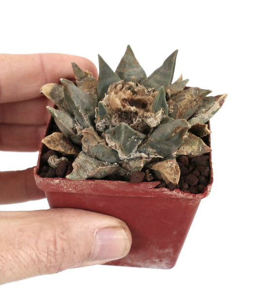 Ariocarpus scapharostris rare succulent cactus with rough textured, triangular leaves in small pot