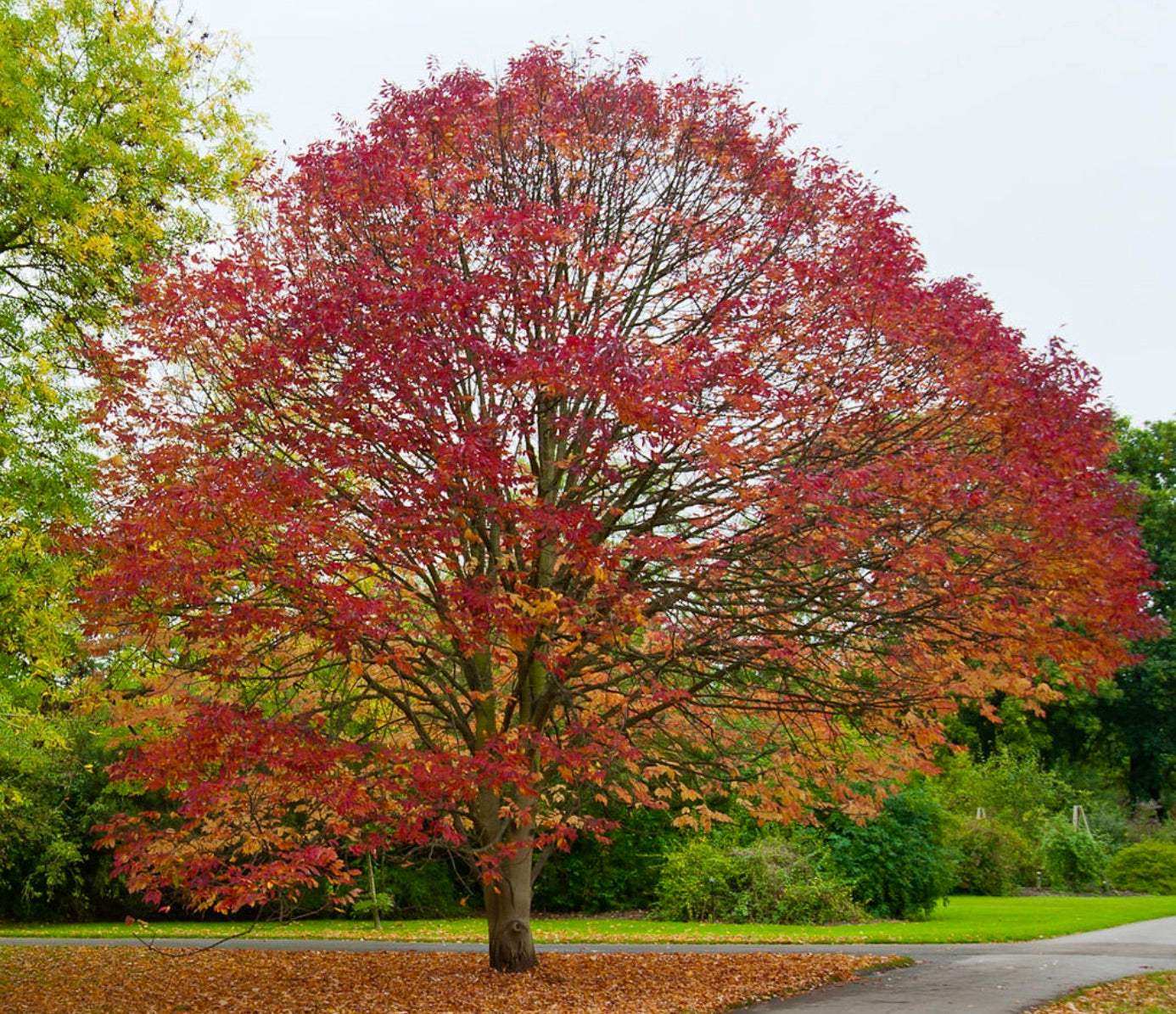 Fraxinus americana tree with vibrant red and orange autumn foliage in park setting