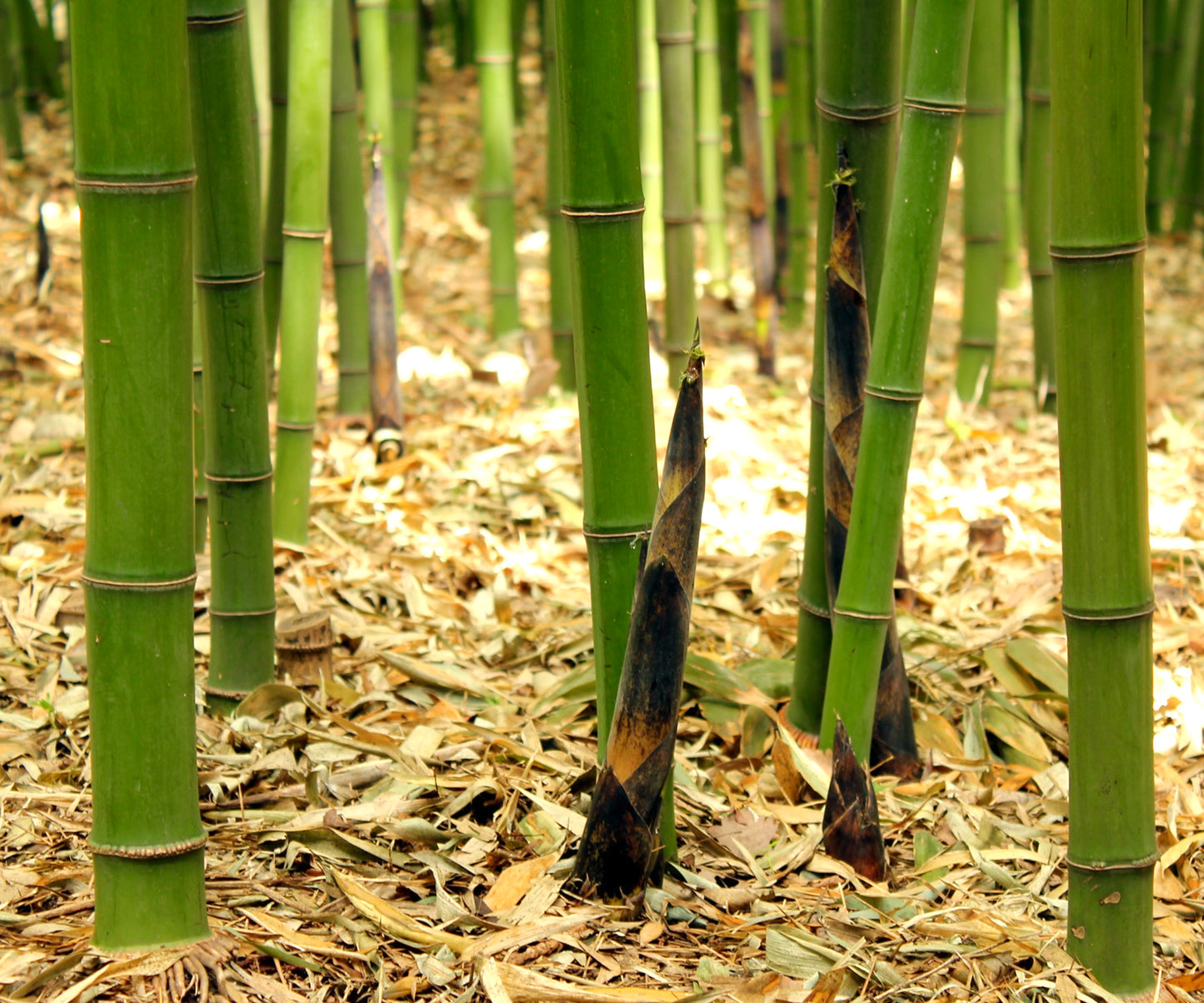 Phyllostachys viridis var. mitis green bamboo stalks with emerging shoots in forest floor