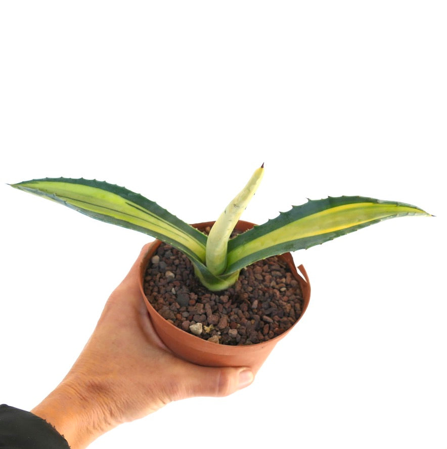 Agave americana MEDIOPICTA YELLOW VARIEGATED KR4