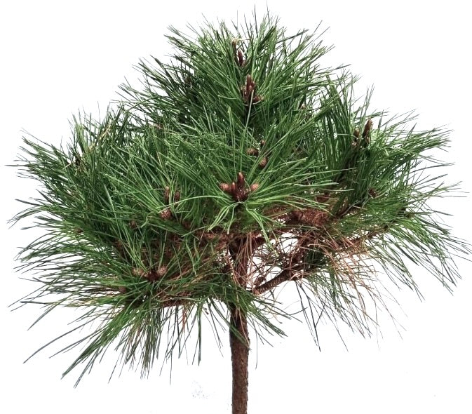 Pinus nigra cv "Brepo" dichte grüne Nadeln mit kompakter kegelförmiger Wuchsform und braunen Knospen
