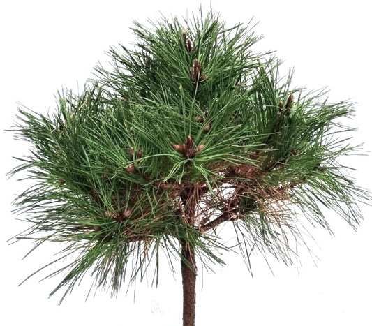 Pinus nigra cv "Brepo" 20-60cm
