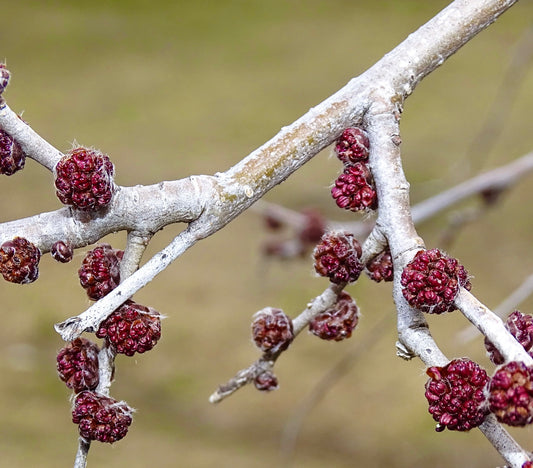 Ulmus pumila branches with clusters of textured red seed pods in early growth stage