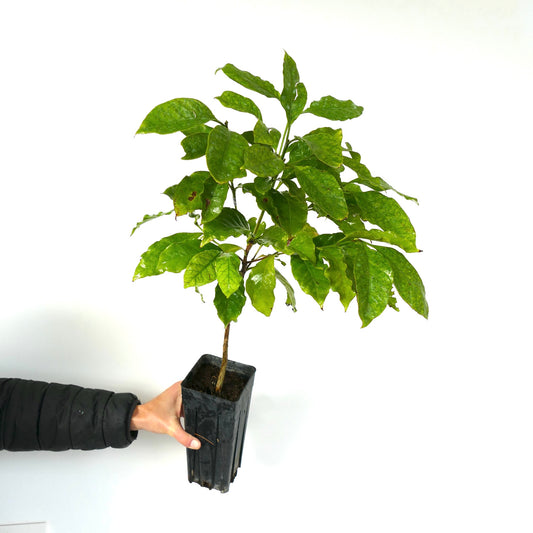 Coffea robusta young plant with glossy green leaves in black nursery pot