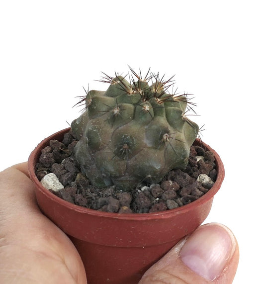Copiapoa cinerea X Copiapoa desertorum small succulent cactus with dense spines in pot