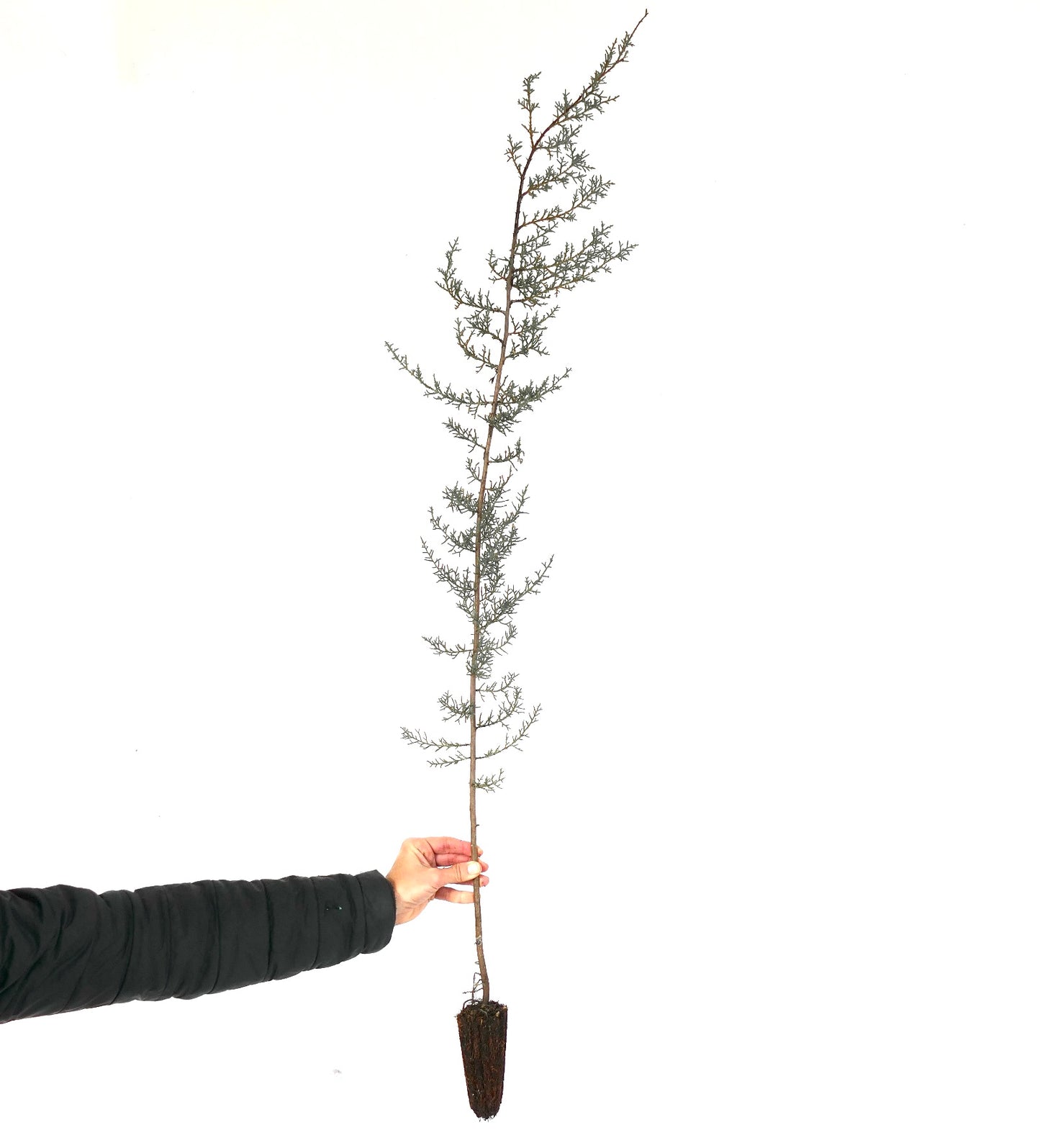 Cupressus arizonica 80-120cm