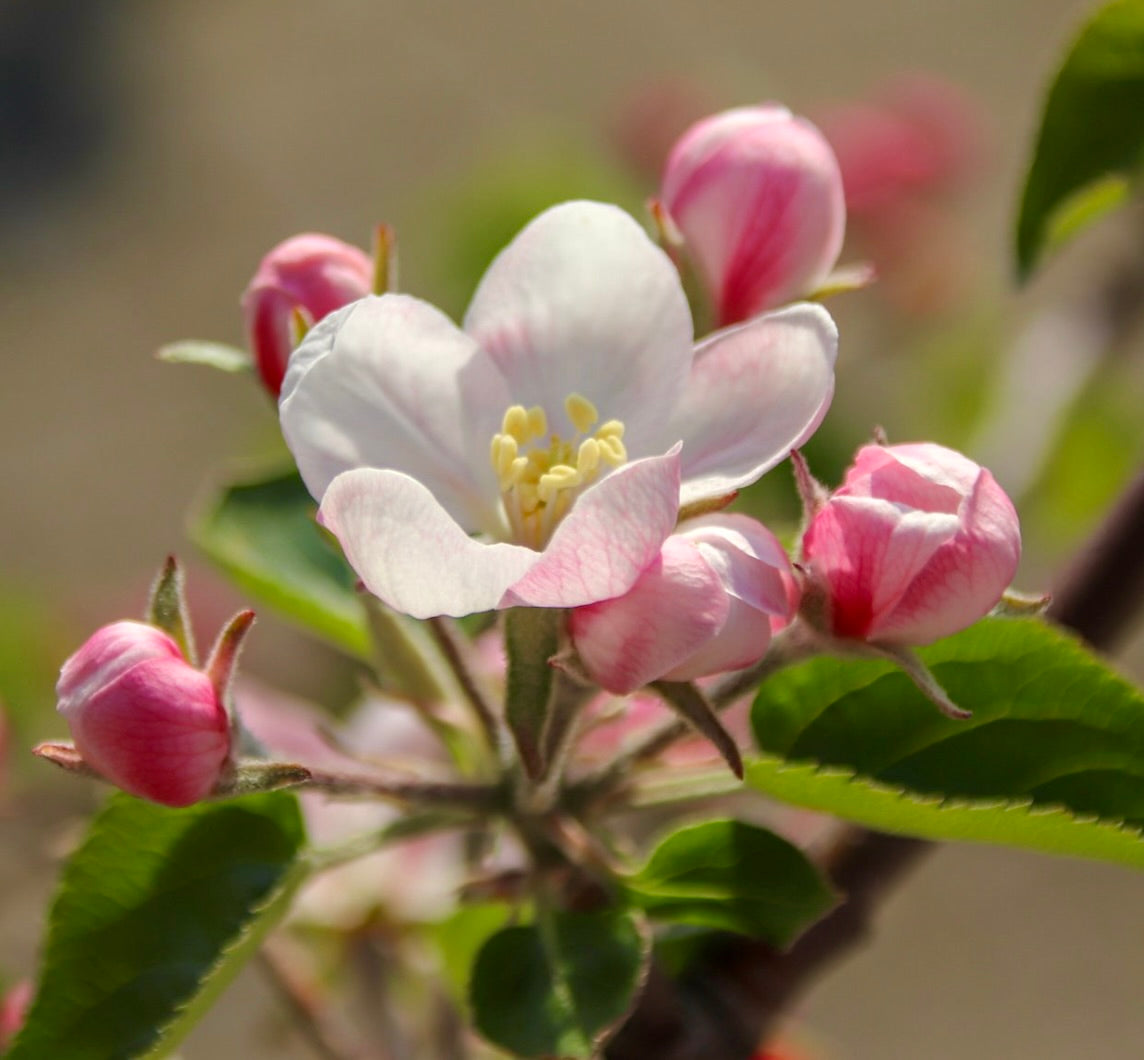 Nahaufnahme von Malus sylvestris mit zarten rosa-weißen Blüten und grünen gezackten Blättern