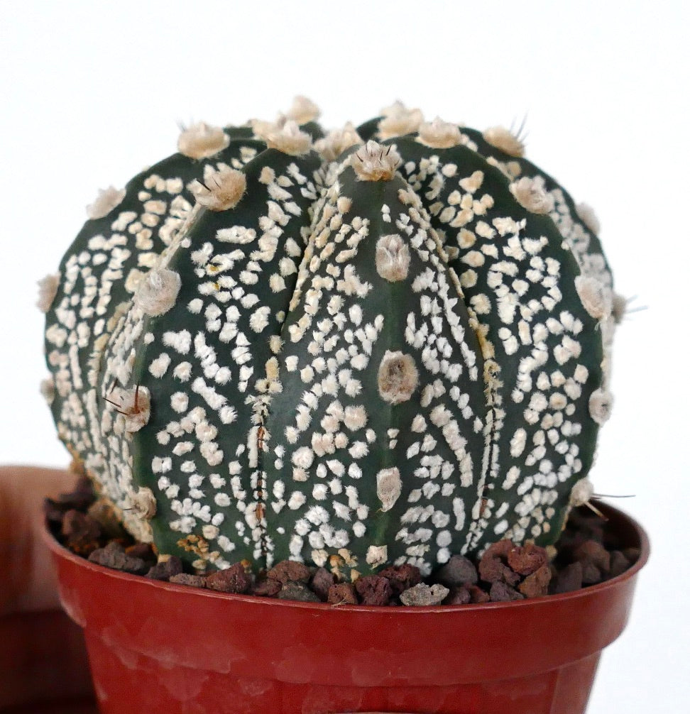 Astrophytum cv ONZUKA cactus succulent avec corps vert foncé et taches laineuses blanches denses en pot