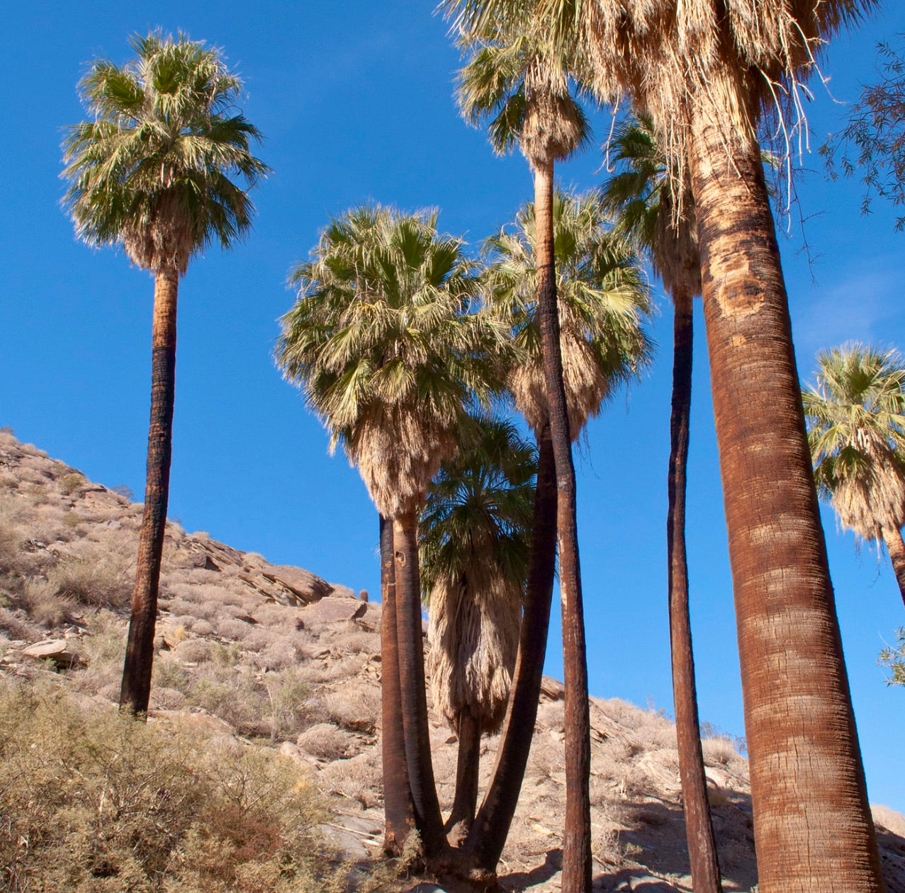 Washingtonia filifera tall desert palm trees with fan-shaped leaves under clear blue sky