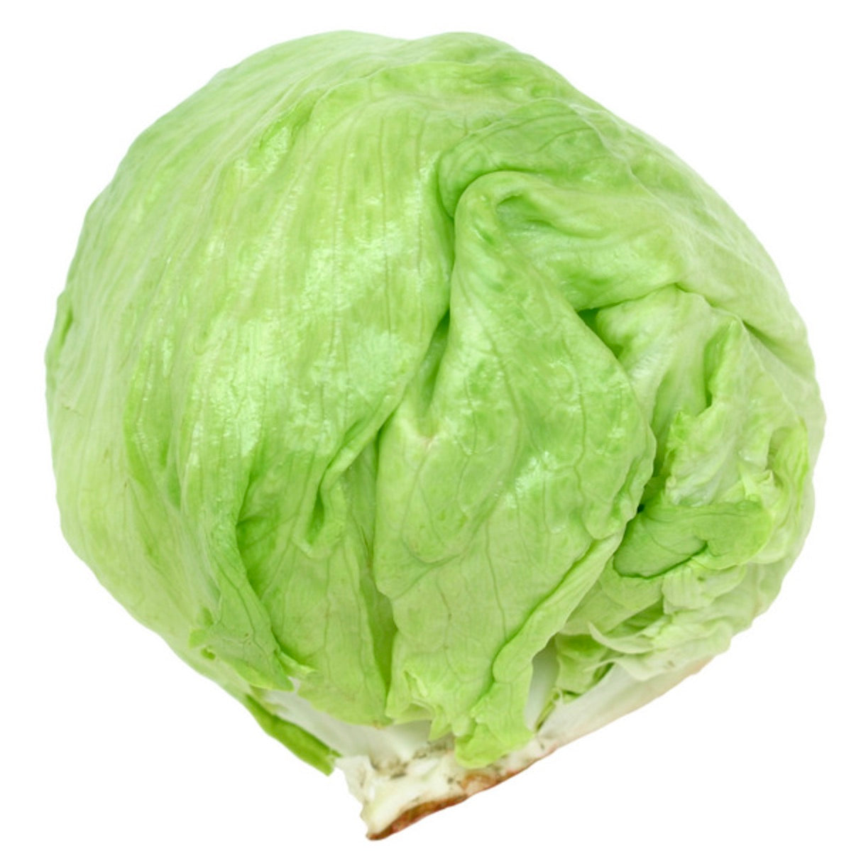 Lactuca sativa fresh crisp light green iceberg lettuce head with layered leaves