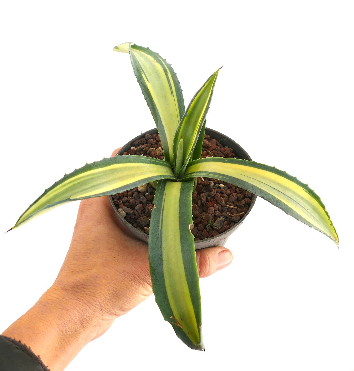 Agave americana MEDIOPICTA YELLOW VARIEGATED A19