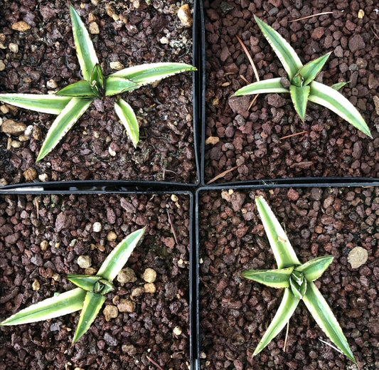 Agave victoriae regina cv KIZAN succulent with variegated green and white leaves in pots
