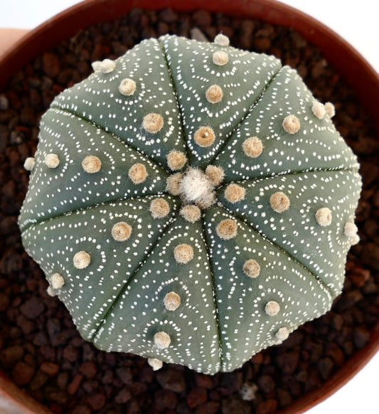 Astrophytum asterias succulent cactus with star-shaped body and white dotted patterns