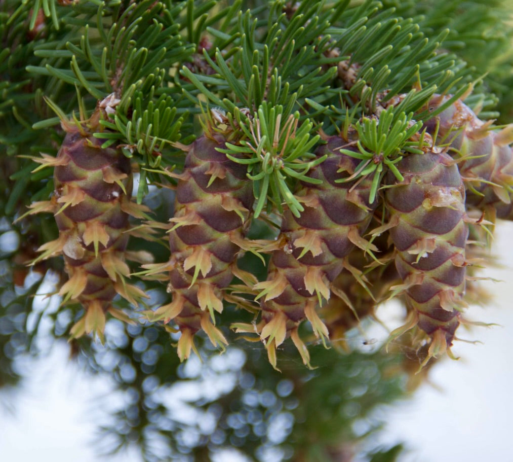 Pseudotsuga menziesii close-up of green needles and brown cones with distinctive bracts