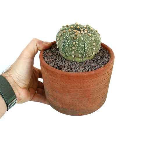 Astrophytum asterias succulent cactus with round shape and white dotted pattern in terracotta pot