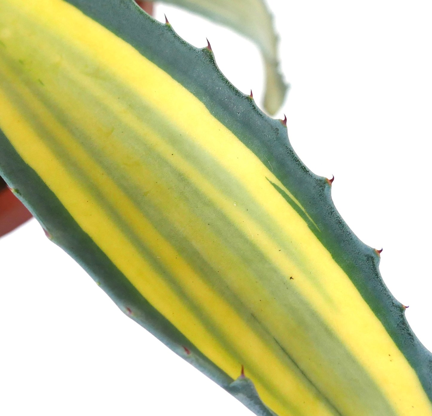 Agave americana MEDIOPICTA YELLOW VARIEGATED XT9