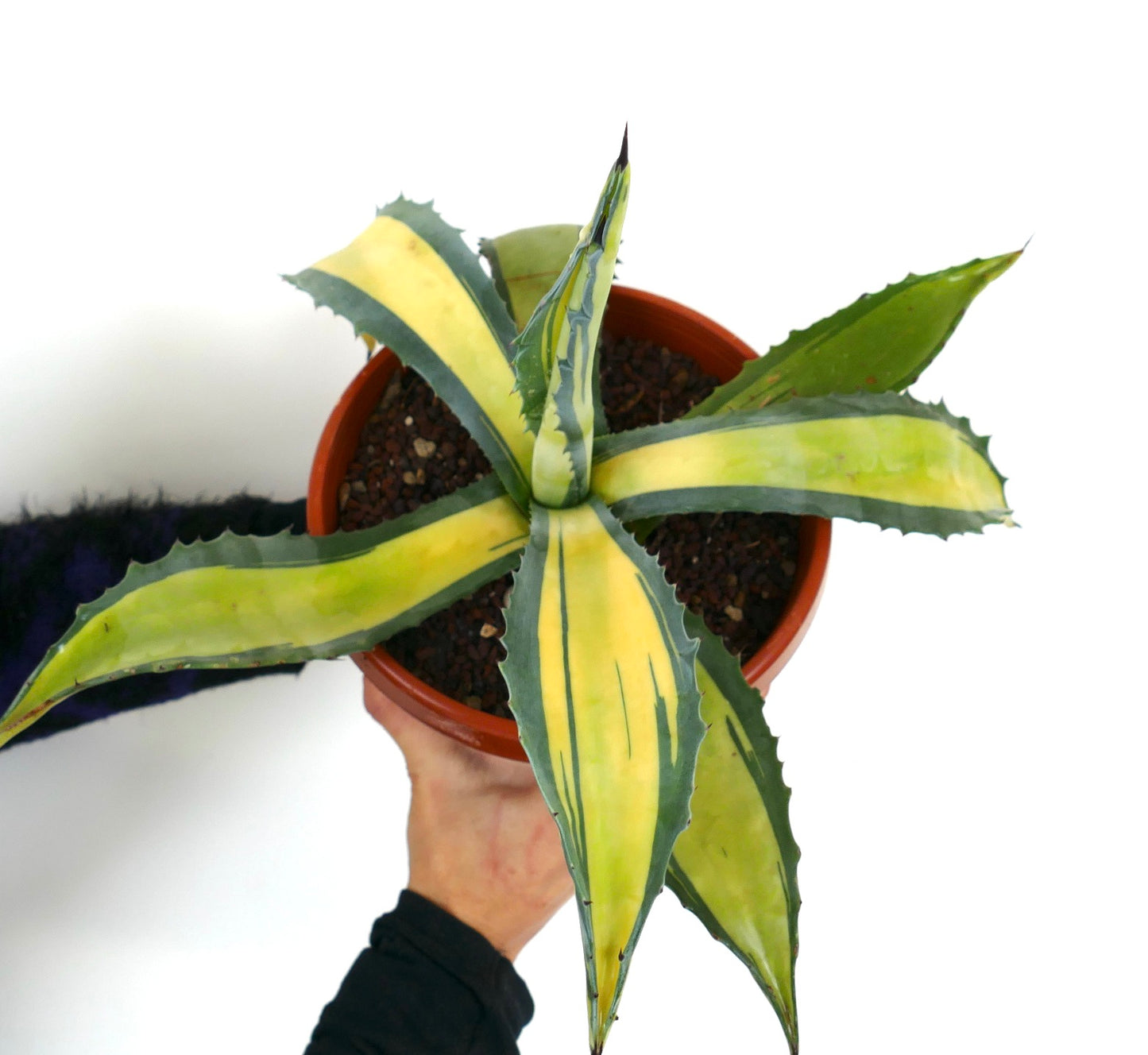 Agave americana MEDIOPICTA YELLOW VARIEGATED F5L