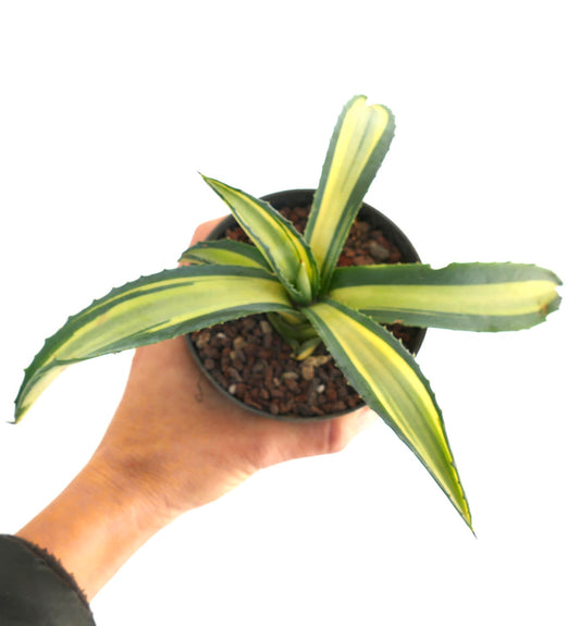 Agave americana MEDIOPICTA YELLOW VARIEGATED A19