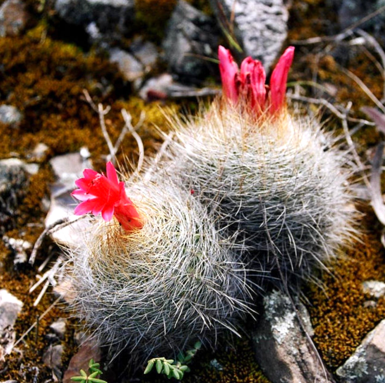 Matucana yanganucensis small round cactus with dense white spines and bright red flowers