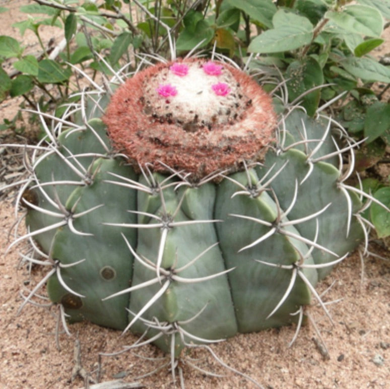 Melocactus axiniphorus Sukkulente Kaktus mit auffälligen Dornen und rosa Blütenknospen am Cephalium