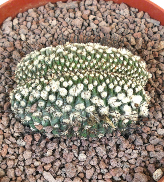 Copiapoa humilis crested rare succulent cactus with white areoles and long dark spines