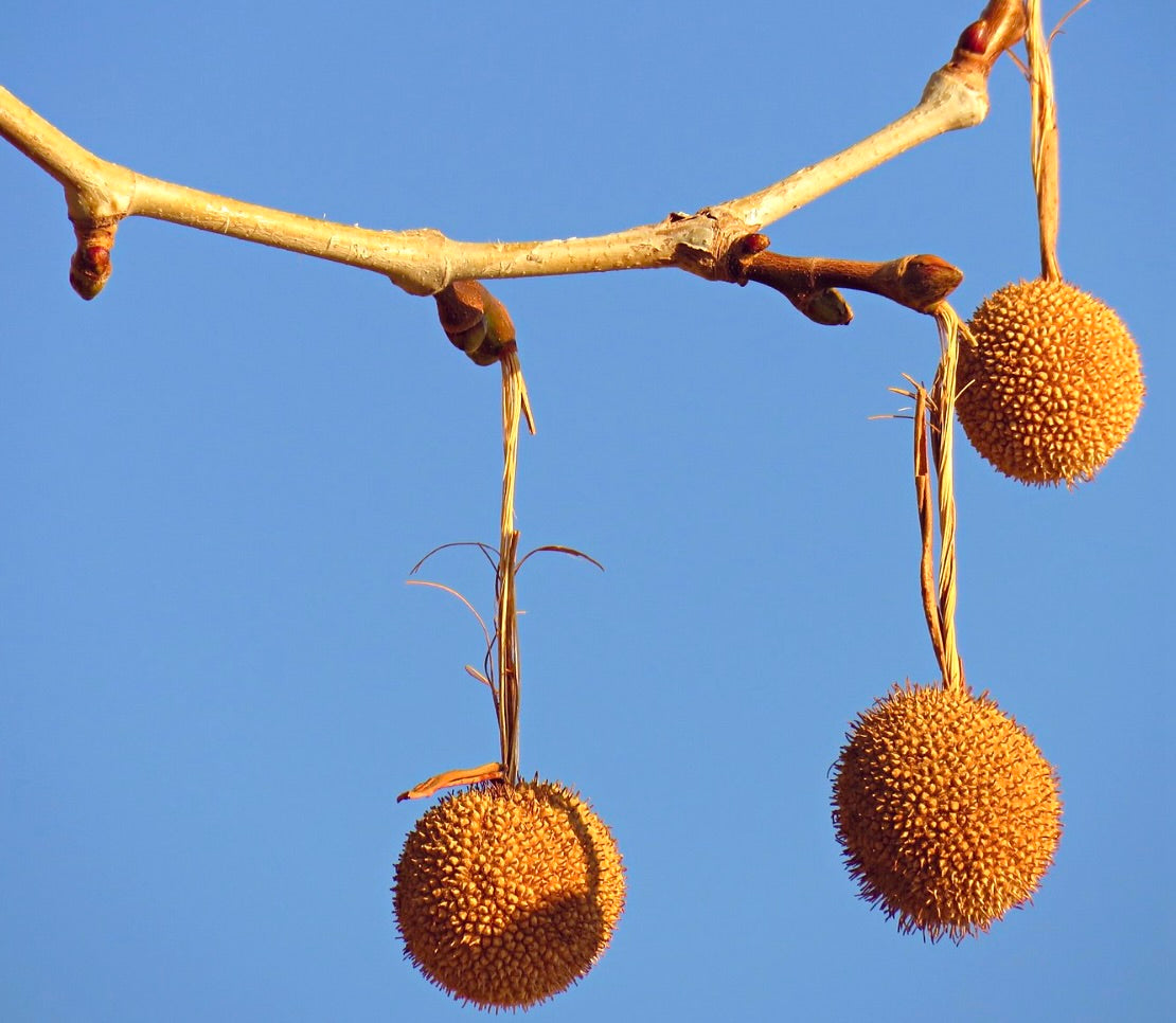 Platanus orientalis stachelige runde Samenkugeln, die von einem kahlen Ast vor blauem Himmel hängen