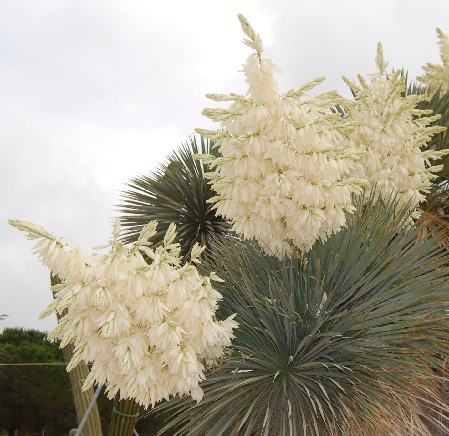 Yucca rostrata große, spitze blau-grüne Blätter mit dichten cremeweißen Blütenrispen