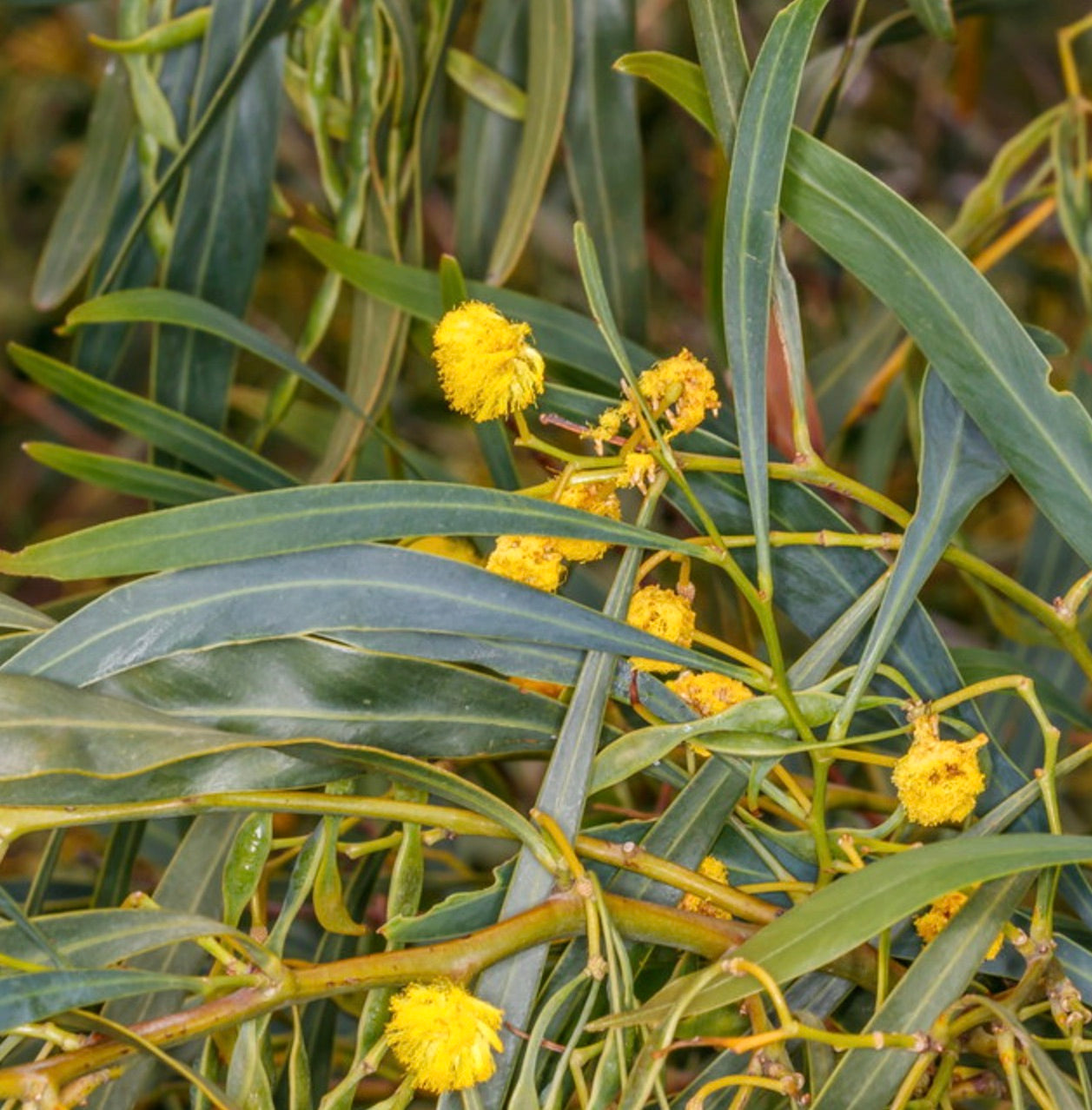 Acacia saligna slender green leaves with bright yellow fluffy flower clusters