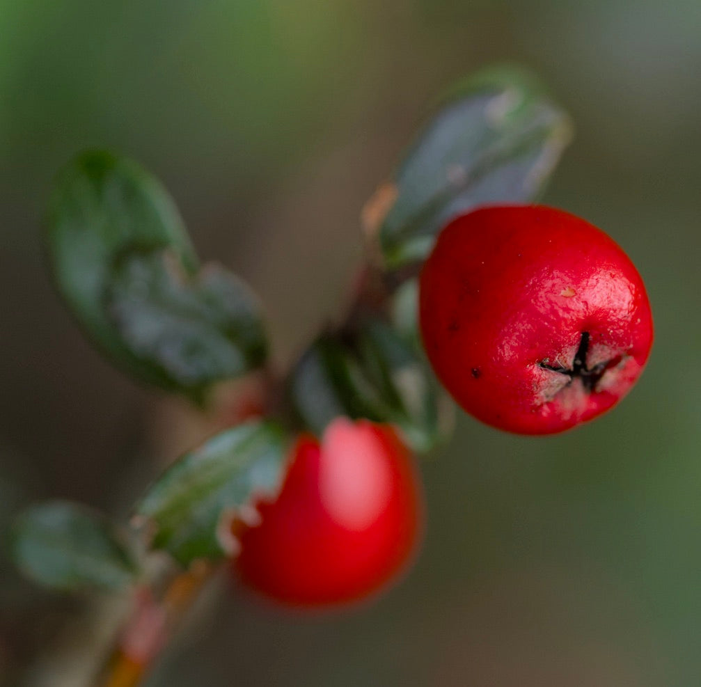 Pyracantha coccinea helle rote Beeren mit glänzenden grünen Blättern Nahaufnahme