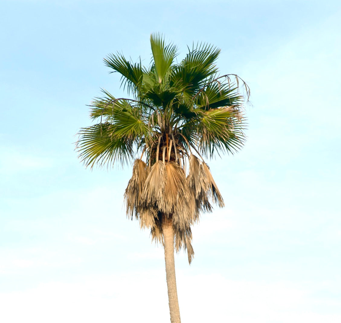 Washingtonia robusta tall palm tree with green fan-shaped leaves and dried brown fronds