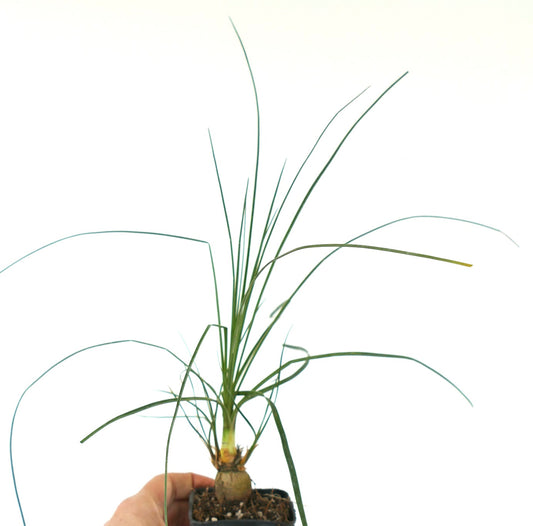 Beaucarnea gracilis slender bulbous base with long thin green leaves plant