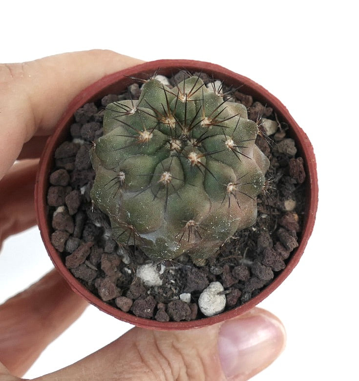 Petite plante succulente Copiapoa cinerea X Copiapoa desertorum avec épines foncées et côtes arrondies en pot