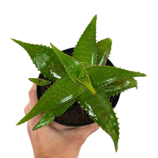 Aloe saponaria 8-15cm