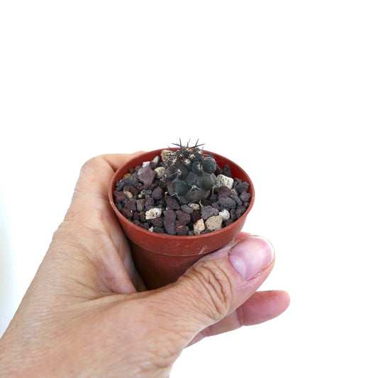 Copiapoa atacamensis small dark green cactus with sharp spines in a terracotta pot